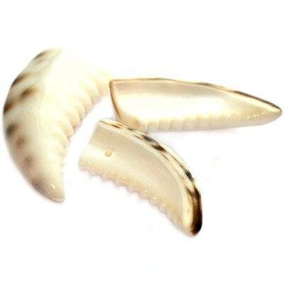 gliemežvāks - haizivs zobs (~3.5-5cm) - f4519